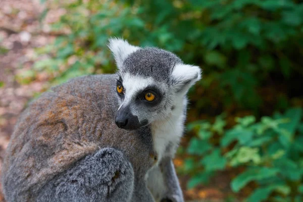 Kroužek Tailed Lemur Venkovní Lesní Obrázek — Stock fotografie