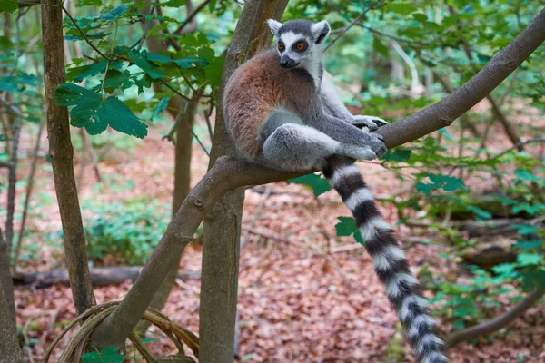 Pierścień Tailed Lemur Odkryty Lasu Obrazu — Zdjęcie stockowe