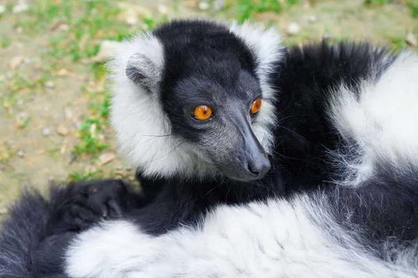 Lémur Ruffed Madagascar Retrato Primer Plano — Foto de Stock