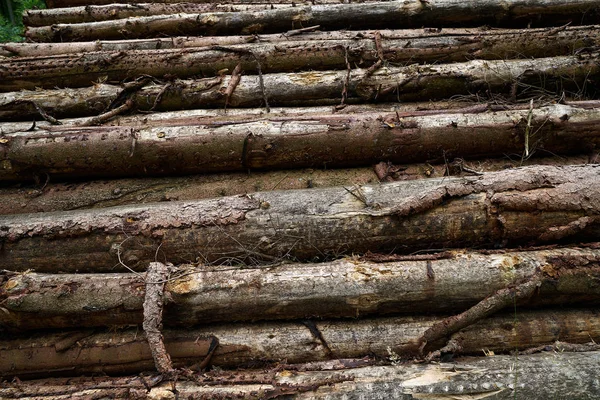 Holzstämme Harz Gestapelt — Stockfoto