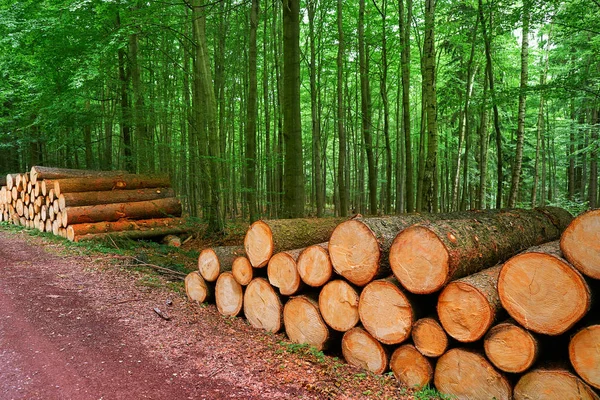 Dřevěné Špalky Dřeva Naskládané Horách Harz Německu — Stock fotografie