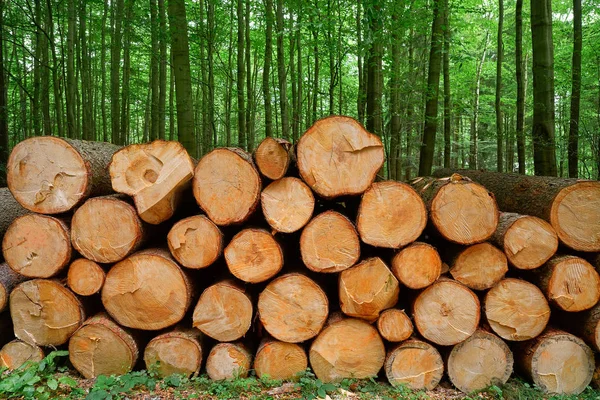 Dřevěné Špalky Dřeva Naskládané Horách Harz Německu — Stock fotografie