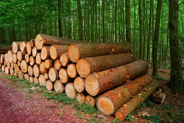 Dřevěné Špalky Dřeva Naskládané Horách Harz Německu — Stock fotografie