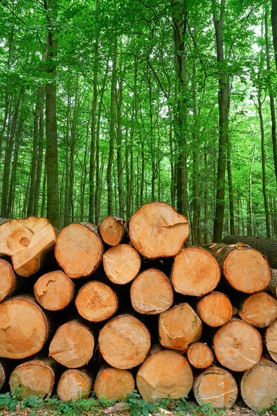 Wooden Logs Timber Stacked Harz Mountains Germany — Stock Photo, Image