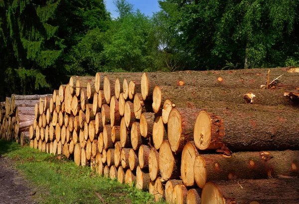 Tronchi Legno Impilati Harz Montagne Della Germania — Foto Stock