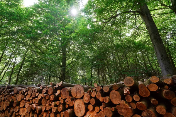 Ξύλινα Κούτσουρα Ξυλείας Στοιβάζονται Στα Βουνά Harz Της Γερμανίας — Φωτογραφία Αρχείου