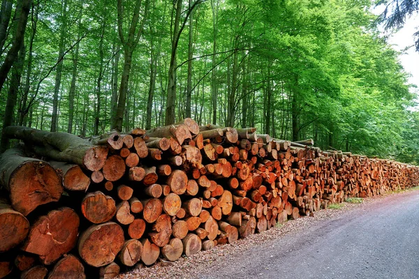 Wooden Logs Timber Stacked Harz Mountains Germany — Stock Photo, Image