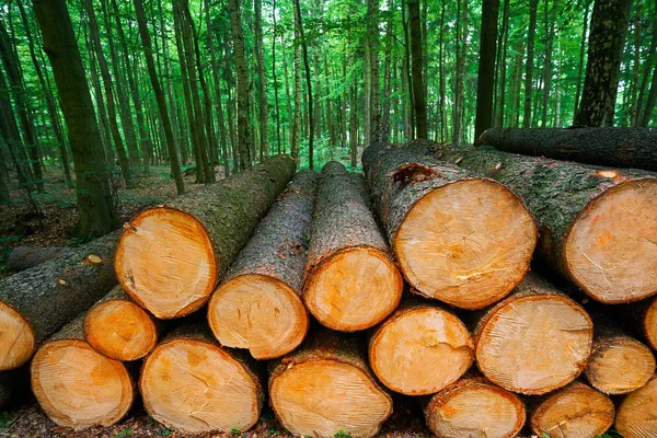 Wooden Logs Timber Stacked Harz Mountains Germany — Stock Photo, Image