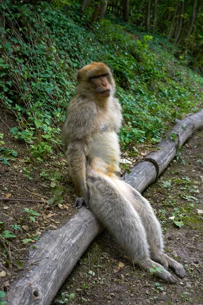 Singes Barbares Macaca Sylvanus Macaque Singe Plein Air — Photo