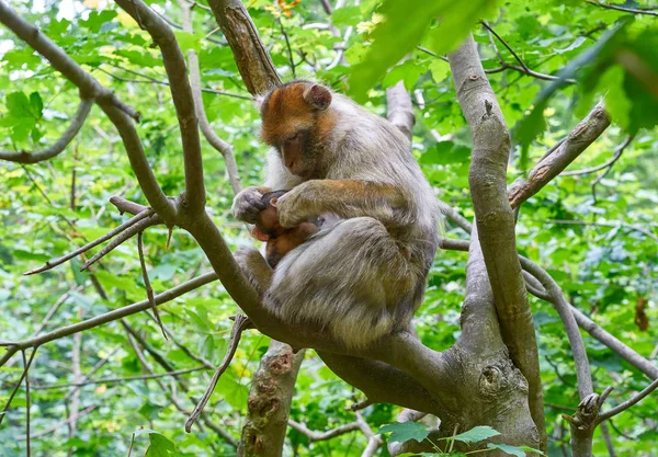 Singes Barbares Macaca Sylvanus Macaque Singes Plein Air — Photo