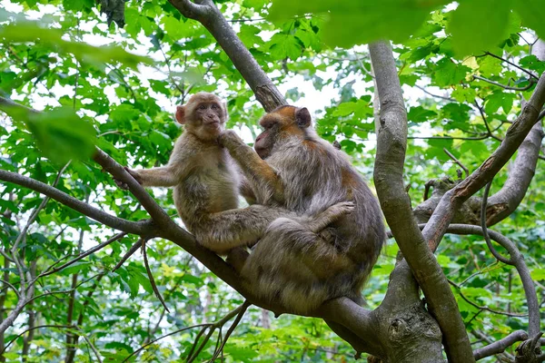 Singes Barbares Macaca Sylvanus Macaque Singes Plein Air — Photo