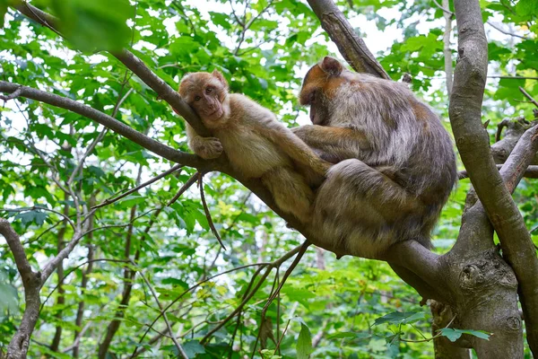 Simios Berberiscos Macaca Sylvanus Monos Macacos Aire Libre —  Fotos de Stock