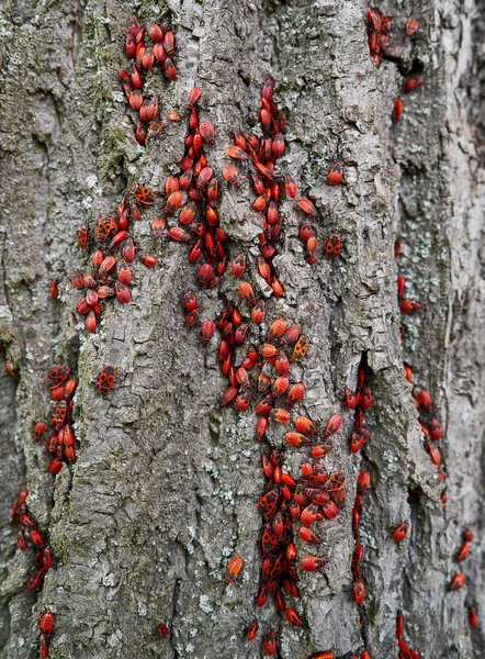 Firebug Pyrrhocoris Apterus plague in a tree trunk detail — Stock Image Firebug Pyrrhocoris Apterus Plague Tree Trunk Detail Stock Image