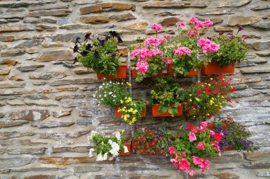 Stolberg çiçek Almanya Harz dağlarında
