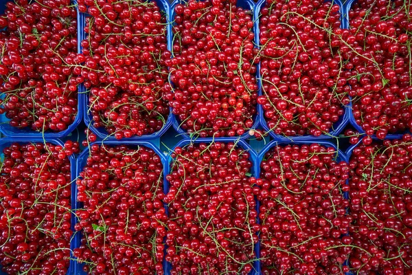 Röda Vinbär Bär Marknaden Lådor Mönster Bakgrund — Stockfoto