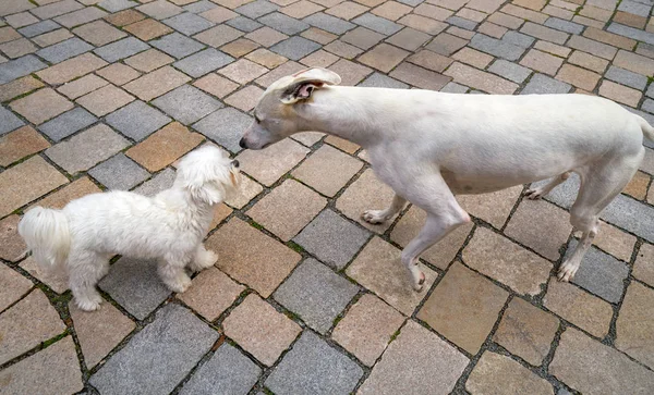 Levriero Cani Bichon Maltesi Che Giocano Annusandosi — Foto Stock