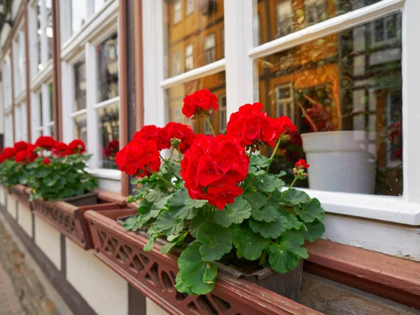 Fiori Stolberg Montagne Harz Della Germania — Foto Stock