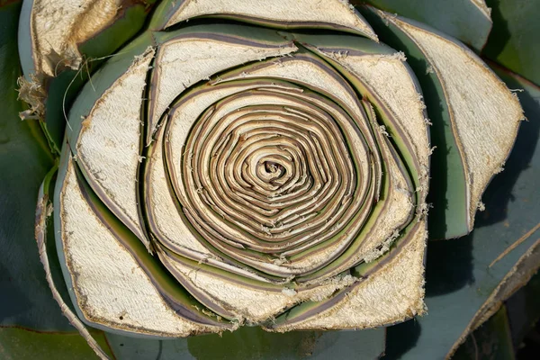 Agave Del Patrón Textura Hojas Cortadas Mediterráneas — Foto de Stock