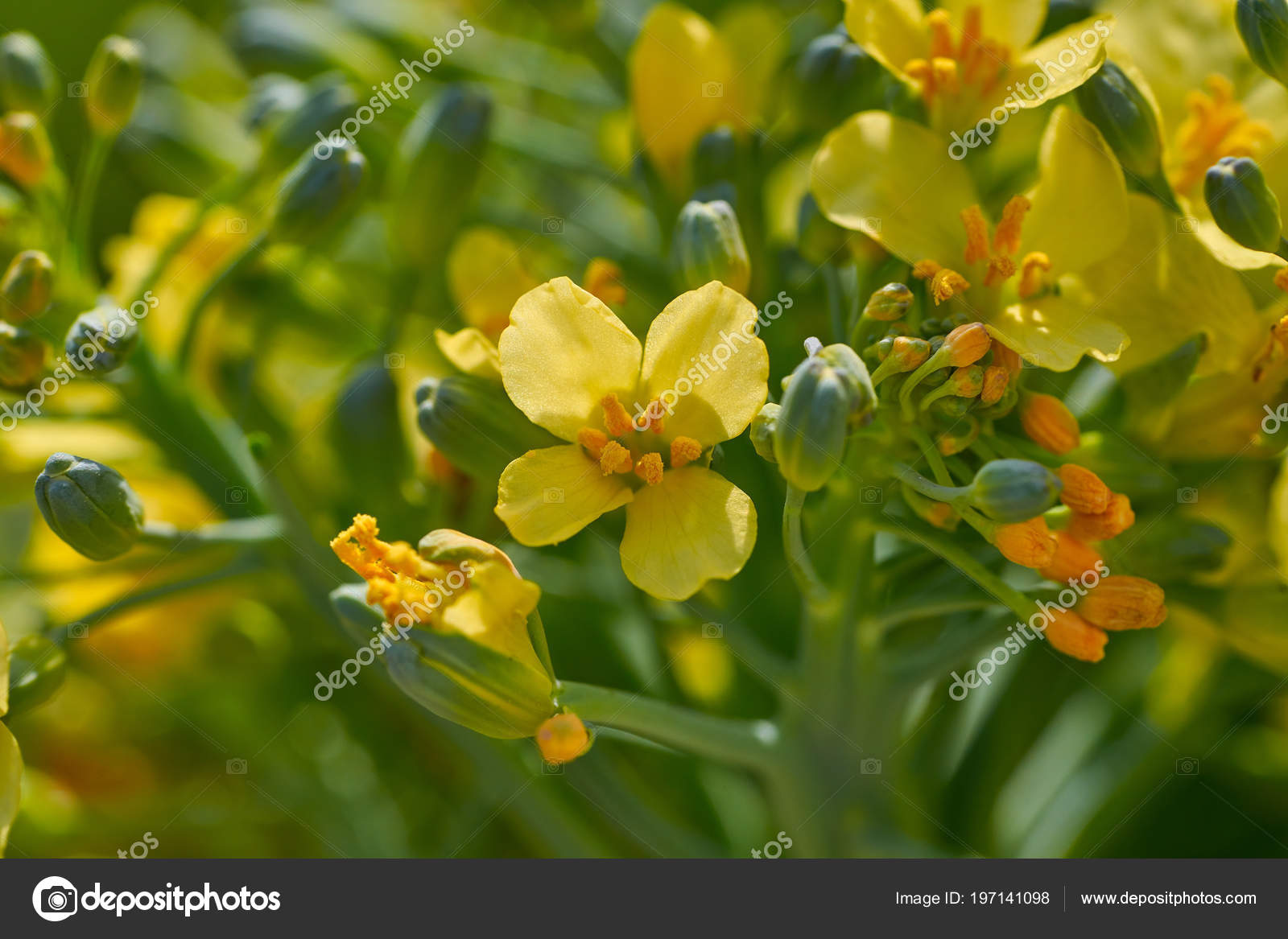 Broccoli Yellow Flowers Macro Detail Organic Orchard Stock Photo by