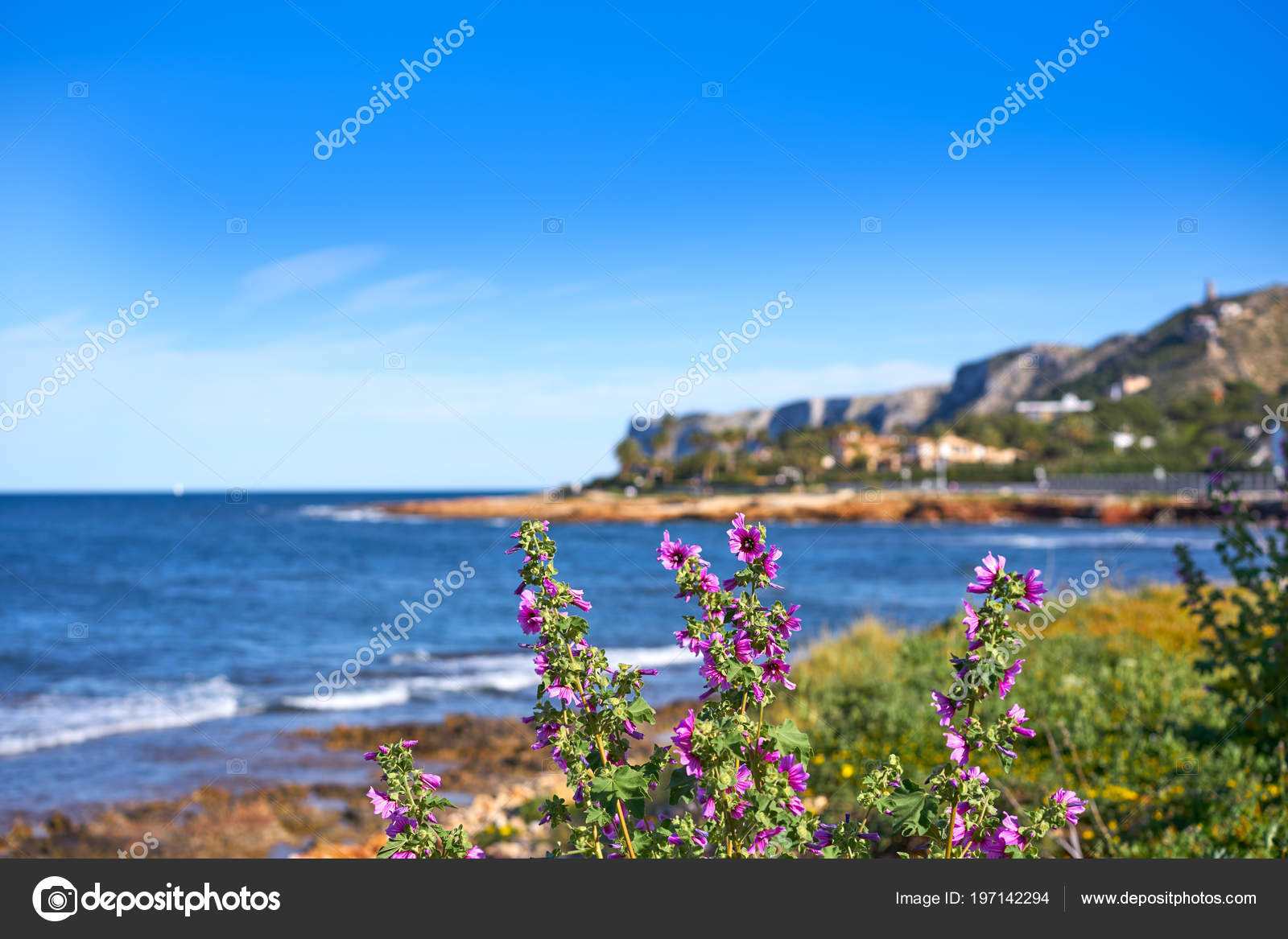 Plage Denia Las Rotas Fleurs Printemps Alicante Espagne