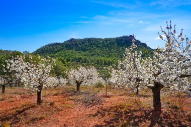 Calderona dağın Cherry Blossom Valencia İspanya