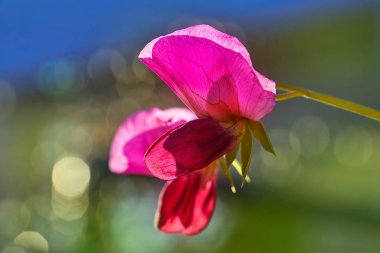 Kar bezelye pembe çiçek meyve bahçesi alanı arka planda