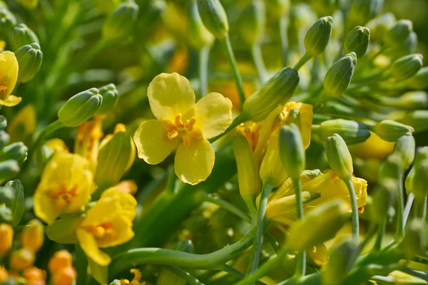 Broccoli Flores Amarelas Macro Detalhe Pomar Orgânico — Fotografia de Stock