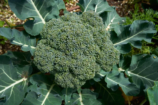 Broccoli Plant Organic Orchard Urban Homestead — Stock Photo, Image