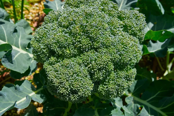 Broccoli Plant Organic Orchard Urban Homestead — Stock Photo, Image
