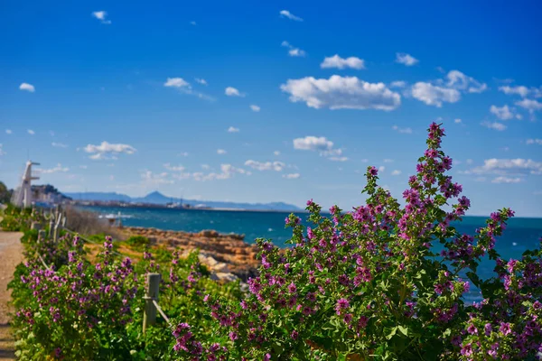 Denia Las Rotas Strand Blommor Våren Alicante Spanien — Stockfoto