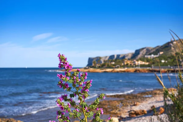 Denia Las Rotas Flores Playa Primavera Alicante España — Foto de Stock