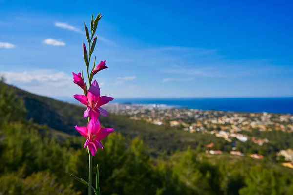 Flores Rosas Primavera Montgo Con Vista Horizonte Denia Alicante España —  Fotos de Stock