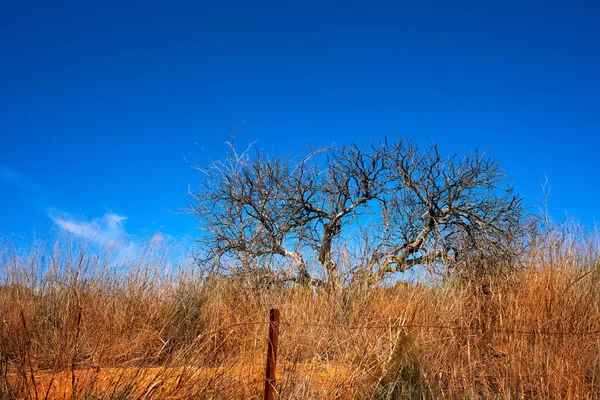 Mediterranean Almond Dried Grass Winter — Stock Photo, Image
