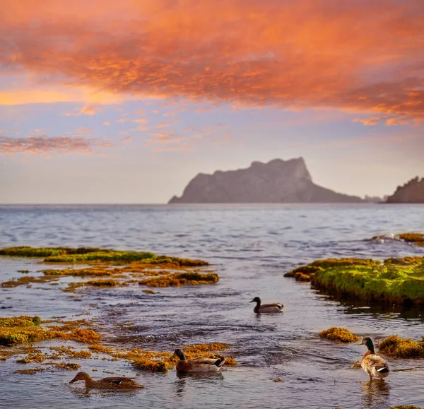 Ifach Penon Vista Desde Moraira Puesta Sol Con Patos Alicante — Foto de Stock