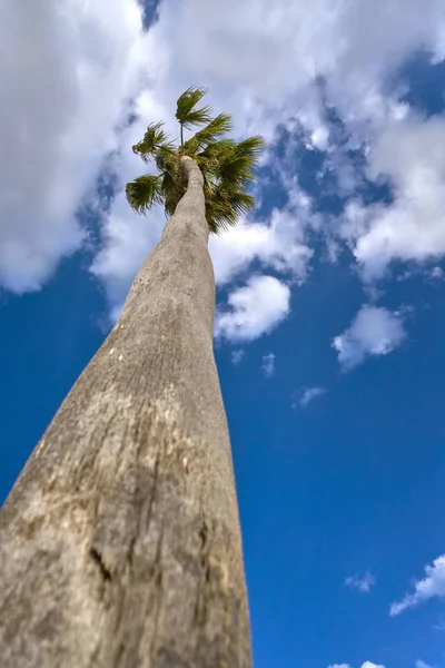 Washingtonia Palmier Haut Sous Ciel Bleu — Photo