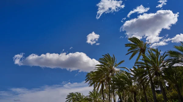 Palmeras Cerca Del Mar Mediterráneo Cielo Azul —  Fotos de Stock