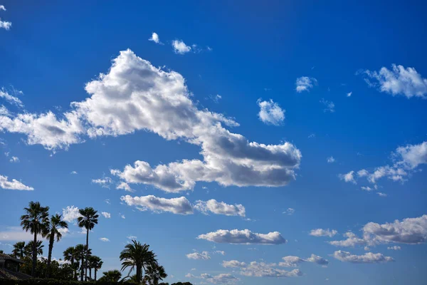 Palmy Blízkosti Středozemního Moře Modrá Obloha — Stock fotografie