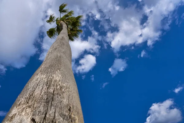 Washingtonia Wysokie Palmy Pod Błękitne Niebo — Zdjęcie stockowe