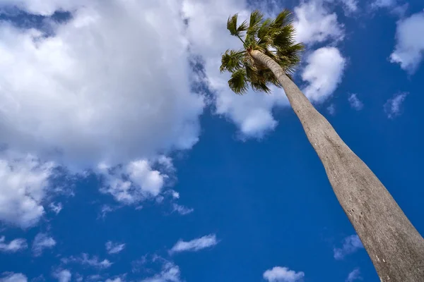 Пальмовое Дерево Голубым Небом — стоковое фото
