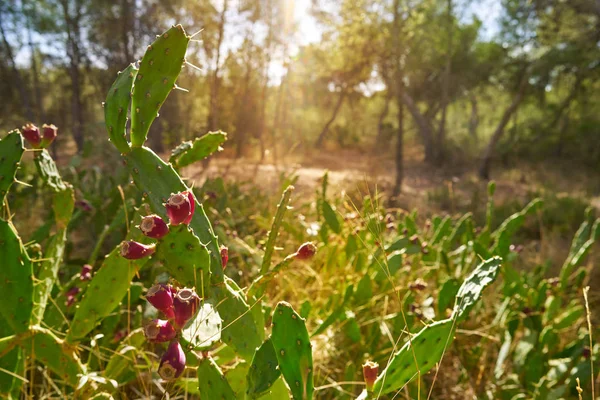 Vilda Fikonkaktus Nopal Anläggning Medelhavet Vid Parc Turia Valencia — Stockfoto