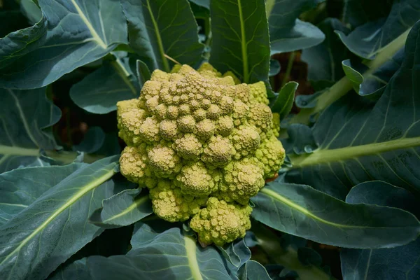 Romanesco Brokkoli Káposzta Vagy Római Karfiol Növény Ökológiai Ültetvény Tanya — Stock Fotó