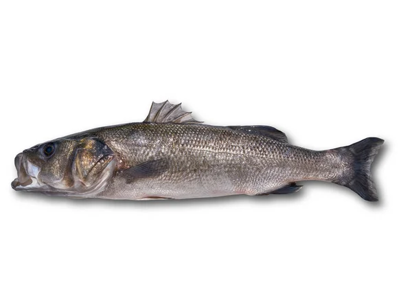 Pesce Robalo Asino Selvatico Big Size Spigola Isolata Bianco — Foto Stock
