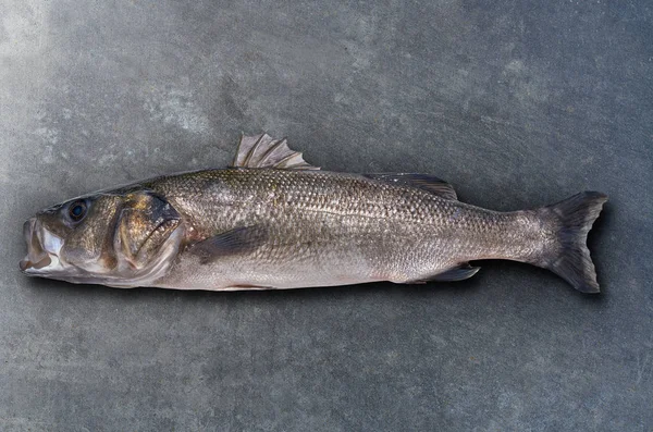 Mořský Vlk Robalo Ryby Divoké Velké Velikosti Mořský Okoun Kov — Stock fotografie