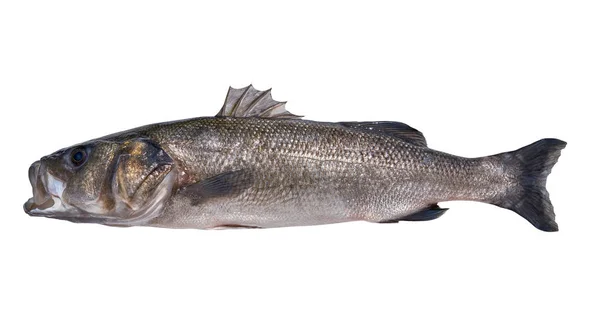 Seabass Robalo Pescado Salvaje Gran Tamaño Lubina Aislado Blanco — Foto de Stock