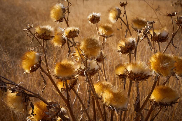 Gedroogde Distel Plant Gouden Weide Middellandse Zee — Stockfoto