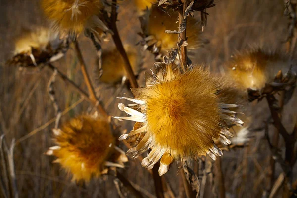 Getrocknete Distelpflanze Auf Goldener Wiese Mittelmeer — Stockfoto