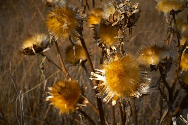地中海の黄金の草原のアザミ植物を乾燥 — ストック写真