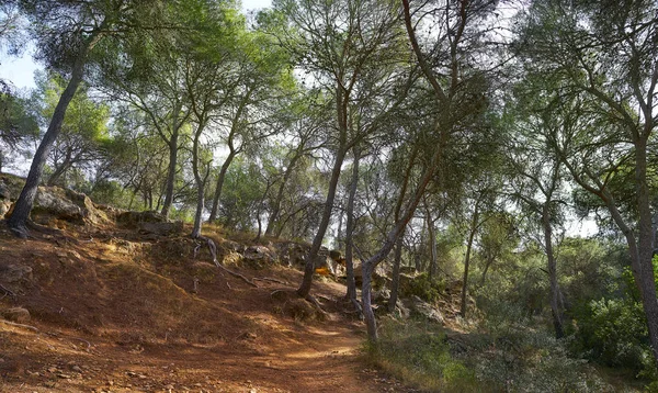 Bosque Pino Vallesa Localidad Canada Cerca Paterna España Parque Turia —  Fotos de Stock