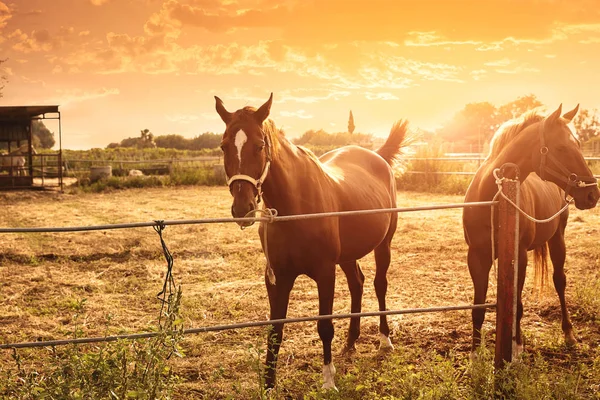 Cavalos Castanhos Nascer Sol Pastando Perto Estábulo — Fotografia de Stock