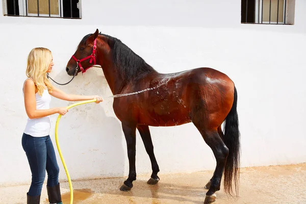 Blond girl cleaning brown horse with hose water on white wall
